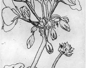 Geranium   -  Original Etching & Engraving, Hand-printed, Limited Edition, Botanical Art, Flower, Etching, Line Drawing,