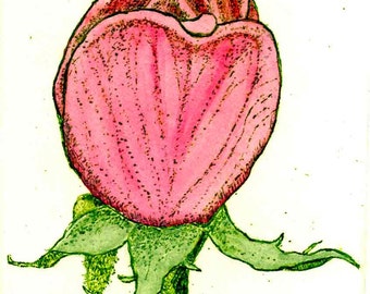 Rosebud - Hand-colored,  - Original Etching & Engraving, Hand-printed, Limited Edition