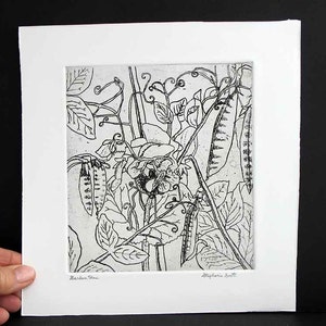 Garden Peas - Hand Printed, Black & White, Original Intaglio Etching and Engraving, Limited Edition, Flower,Garden,Drawing, Botanical, Print