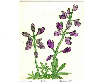 Wild Lupine -  Hand Colored - Original Etching & Engraving, Hand-printed, Limited Edition,Wildflower,Etching,Lavender Flower,