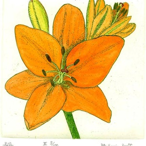 Lilly - Hand-colored, Hand Printed, Black & White; Original Intaglio Etching and Engraving, Limited Edition, Botanical, Flower Print, Garden