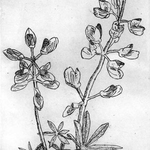 Wild Lupine Original Etching & Engraving, Hand-printed, Limited Edition image 1