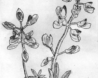 Wild Lupine - Original Etching & Engraving, Hand-printed, Limited Edition