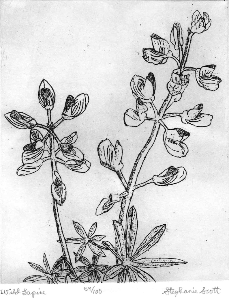 Wild Lupine Original Etching & Engraving, Hand-printed, Limited Edition image 1