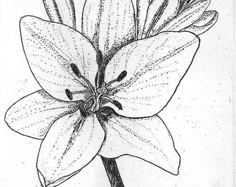 Lily, Hand Printed, Black & White; Original Intaglio Etching and Engraving, Limited Edition, Botanical, Flower Print, Asiatic Lily, Etching