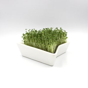 set of 10 sprouters
