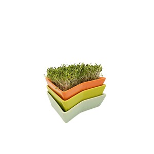 Germogliatori, scatola per la germinazione, recipiente per la germinazione, contenitore per la germinazione