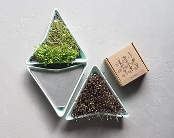 3 sprouters - mint color with BIO SEEDS