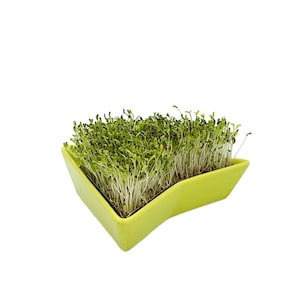 Puede incluir: Una maceta de cerámica verde con un borde ondulado, llena de microgreens verdes frescos.