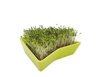 lime green Sprouter, sprout tray, microgreen kit, germinate kit