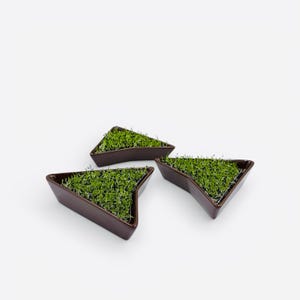 Peut inclure: Trois jardinières triangulaires en céramique brun foncé disposées en groupe. Chaque récipient est rempli d'une couche dense de petites pousses vert vif poussant sur une base de terre sombre, créant une texture uniforme sur les trois contenants.