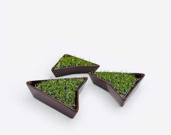3 sprouters - chocolate brown