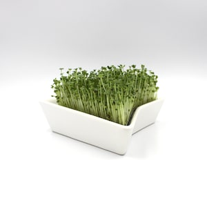 Pode incluir: Um prato de cerâmica branco, de formato geométrico, preenchido com microvegetais verdes vibrantes. Os microvegetais têm caules finos de cor verde claro e folhas pequenas de cor verde escuro. O prato está sobre um fundo branco e limpo.