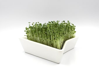Ceramic Sprouter for Growing Sprouts | Microgreens Grower | Indoor Herb Planter | Eco Kitchen Gift