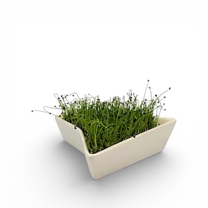May include: A cream-colored, geometric ceramic dish filled with vibrant green sprouts. The sprouts have thin, delicate stems and small black seed heads. The dish has a unique, angular design, and is set against a clean white background.