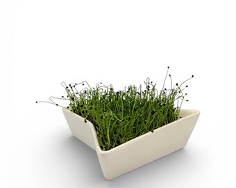 beige Sprouter, sprout tray, microgreen kit, germinate kit
