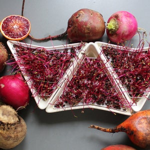ceramic sprout tray, microgreen tray, sprout kit