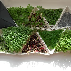 set van 12 witte spruitjes