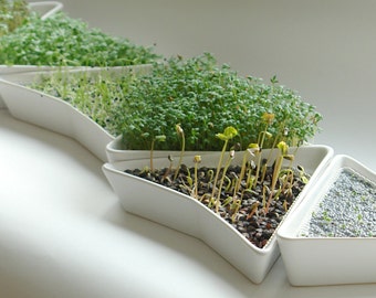 Germoir en céramique, plateau de germination, kit de culture de micropousses