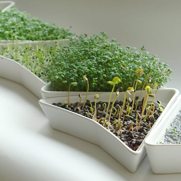 Ceramic sprouter, sprouting tray, microgreens grow kit