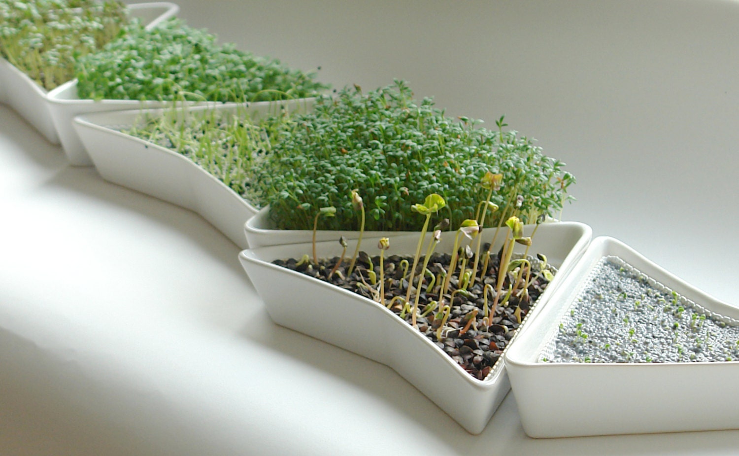 Sedano - Microgreens & Semi In Germogliazione - Foto 10