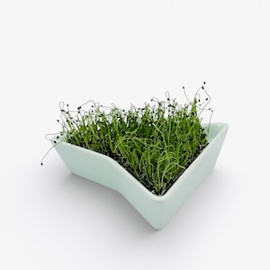 May include: A light blue, angular ceramic bowl filled with vibrant green sprouts. The sprouts have thin, green stems and small, dark seed heads. The bowl is set against a clean, white background, highlighting the fresh produce.