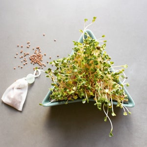 mint sprouter, sprout tray, microgreen kit, germinate kit
