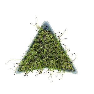 Blue ceramic sprout tray, microgreen kit, germinate kit
