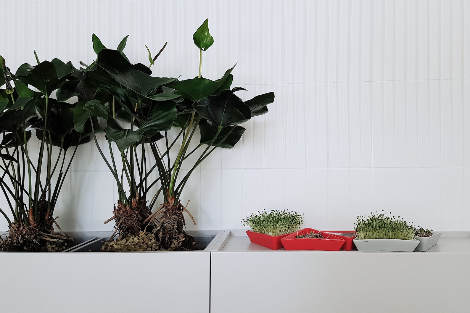 Sprout Tray 3 Pieces Microgreen Tray Sprout Kit Germination Etsy