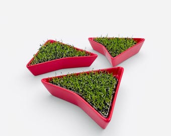 Sprout tray 3 pieces, red color, bioseeds, microgreen kit, germination tray