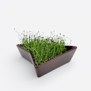 brown sprouter, sprout tray, micro-green kit, germinate kit