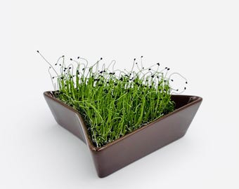 brown sprouter, sprout tray, micro-green kit, germinate kit