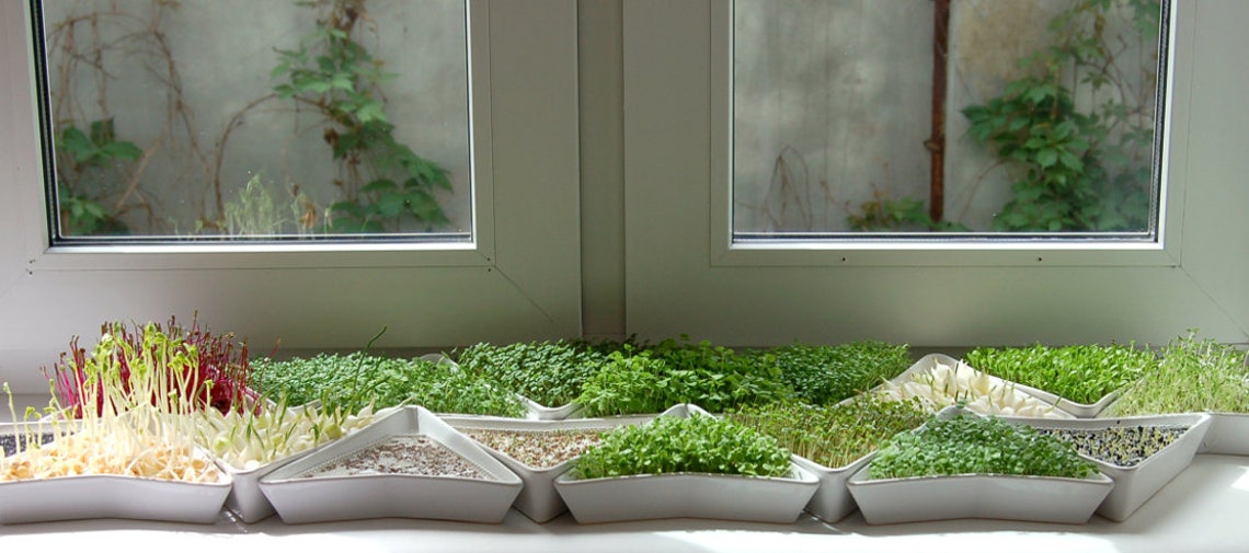 Sprout Tray 3 Pieces Microgreen Tray Sprout Kit Germination Etsy