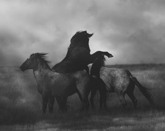 Wild Horse Fine Art Photography - "Paternal Presence"