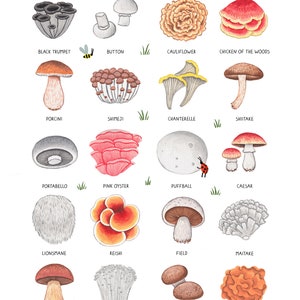 Gráfico de hongos A3 / Arte de pared de hongos / decoración del hogar natural / linda decoración interior / regalo para los amantes de la naturaleza / ilustración de hongos imagen 2