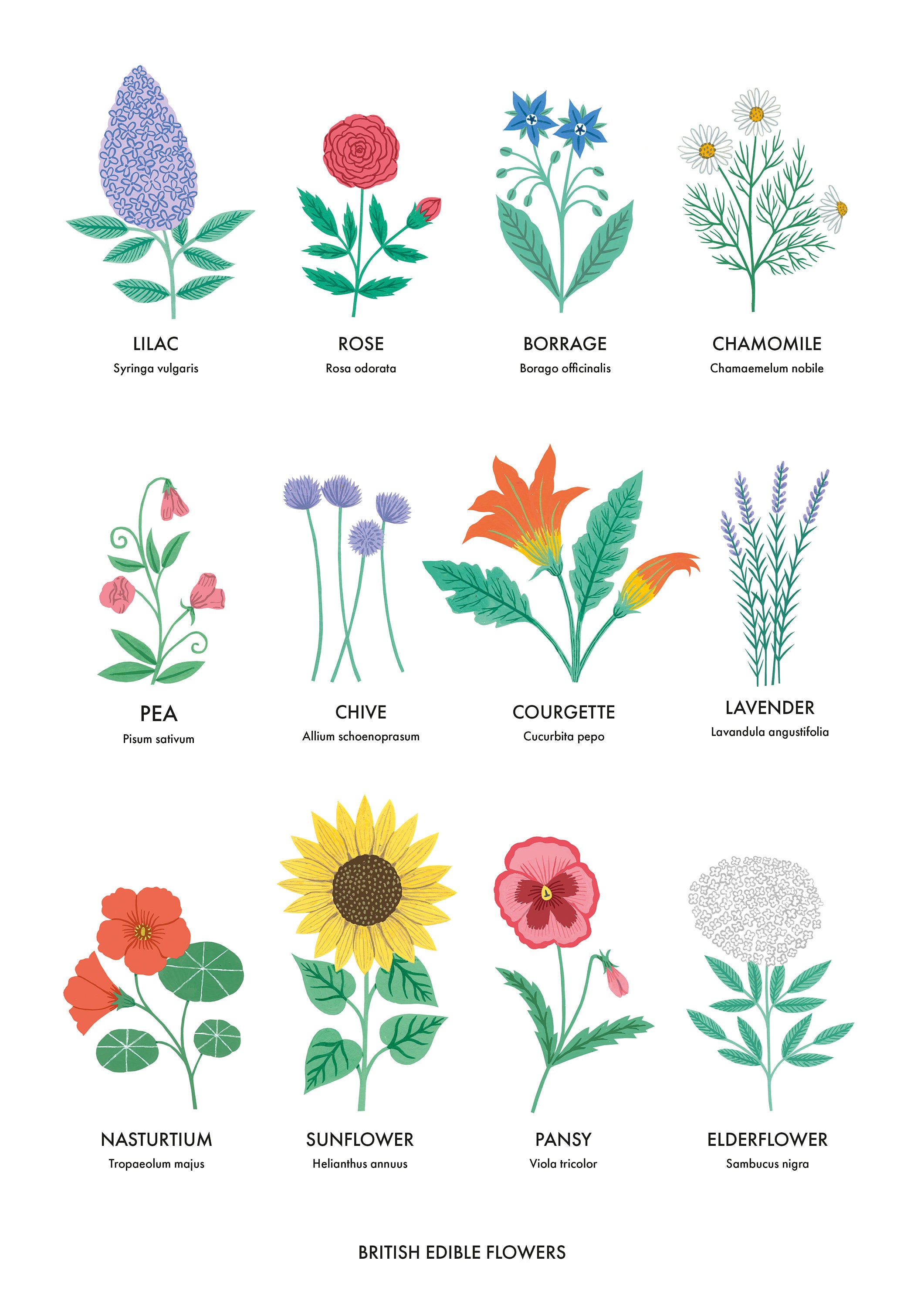 Edible Flower Chart (A3) Floral Wall Art Botanical Painting