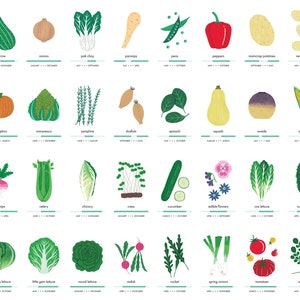 Seasonal fruit and vegetable art print A2 Illustrated food art Gardening print nature lover wall art vegetable illustration image 4