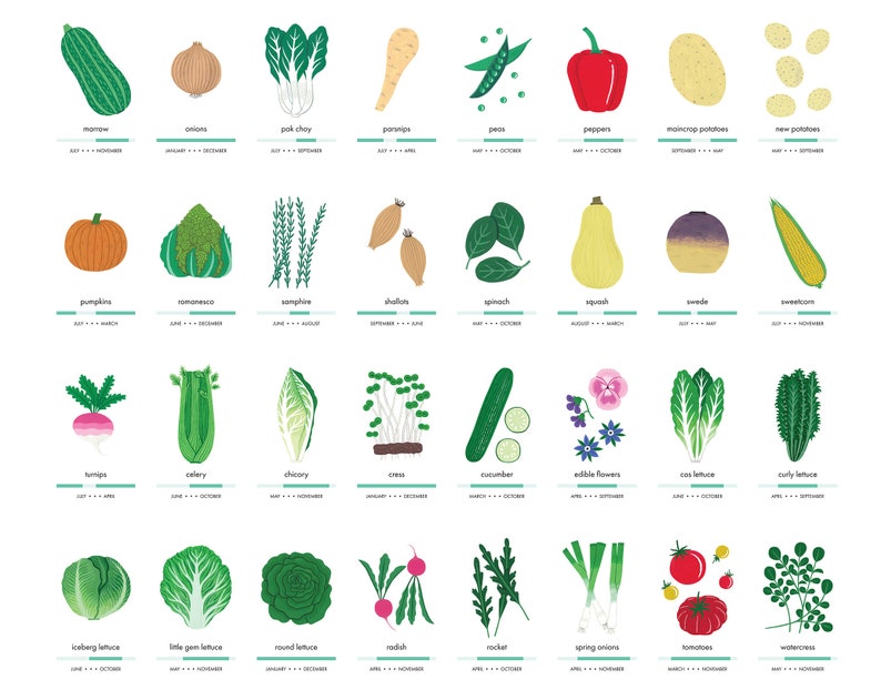 Seasonal fruit and vegetable art print A2 Illustrated food art Gardening print nature lover wall art vegetable illustration image 4