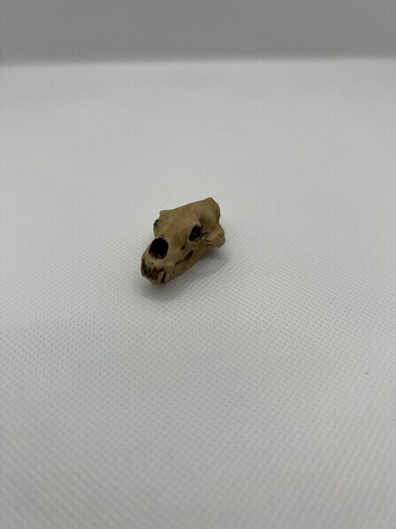 1:12th Scale Polar Bear Skull **unpainted** - Etsy