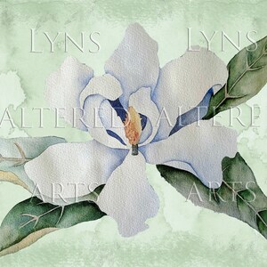 May include: A watercolor painting of a white magnolia flower with green leaves on a light green background.