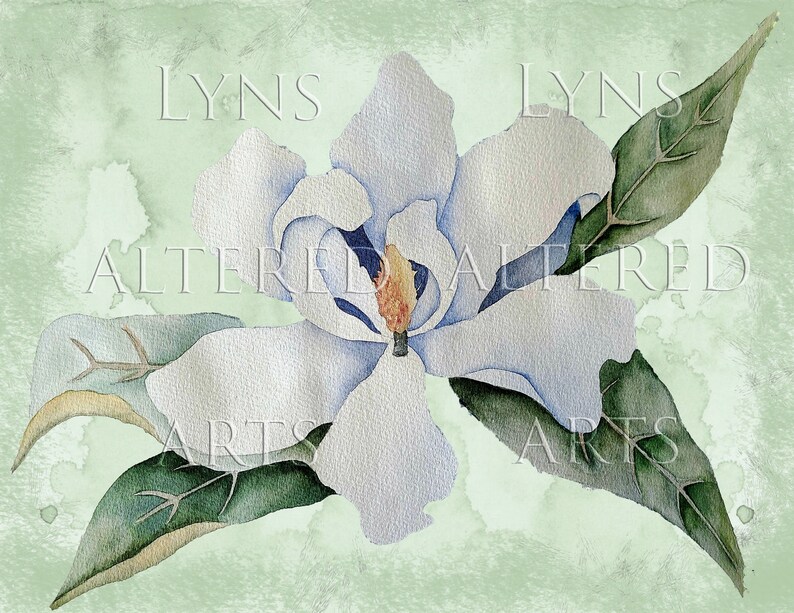May include: A watercolor painting of a white magnolia flower with green leaves on a light green background.