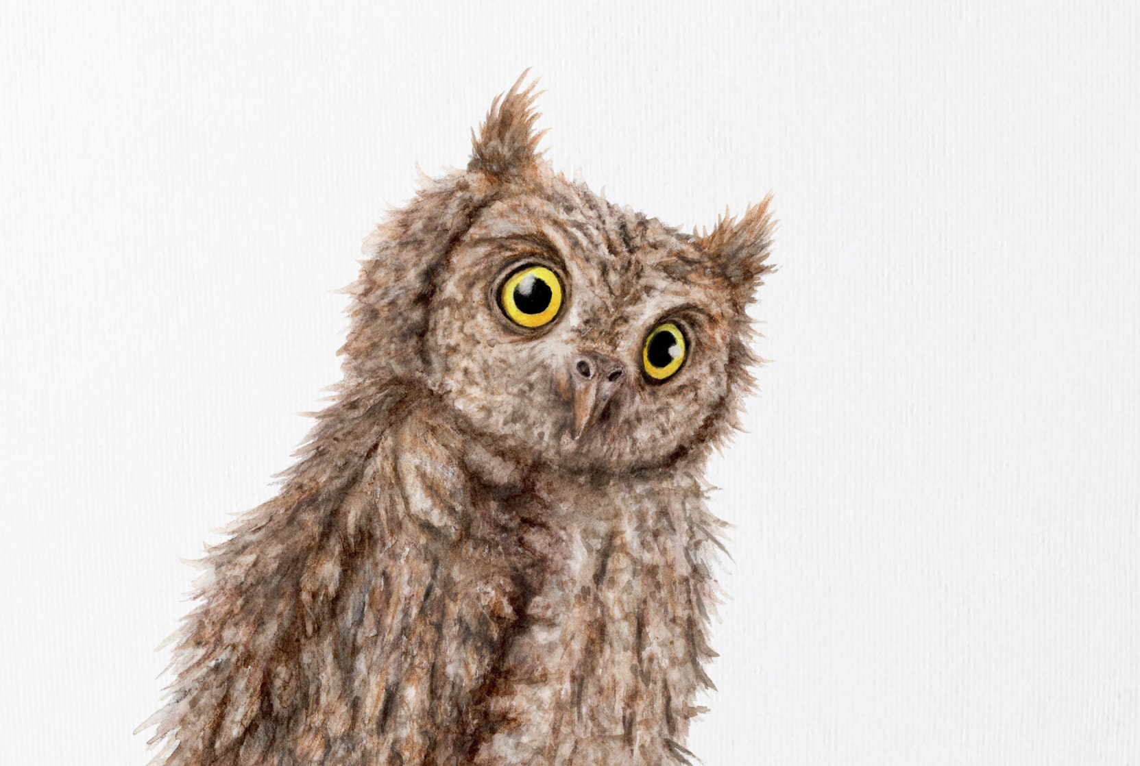 Eurasian Scops Owl Original Art | British Bird Watercolour Painting