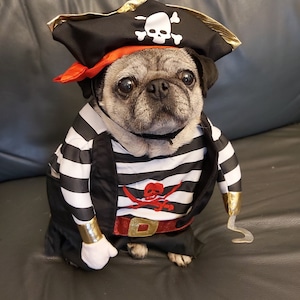 SMALL dog pet Pirate costume dress up party
