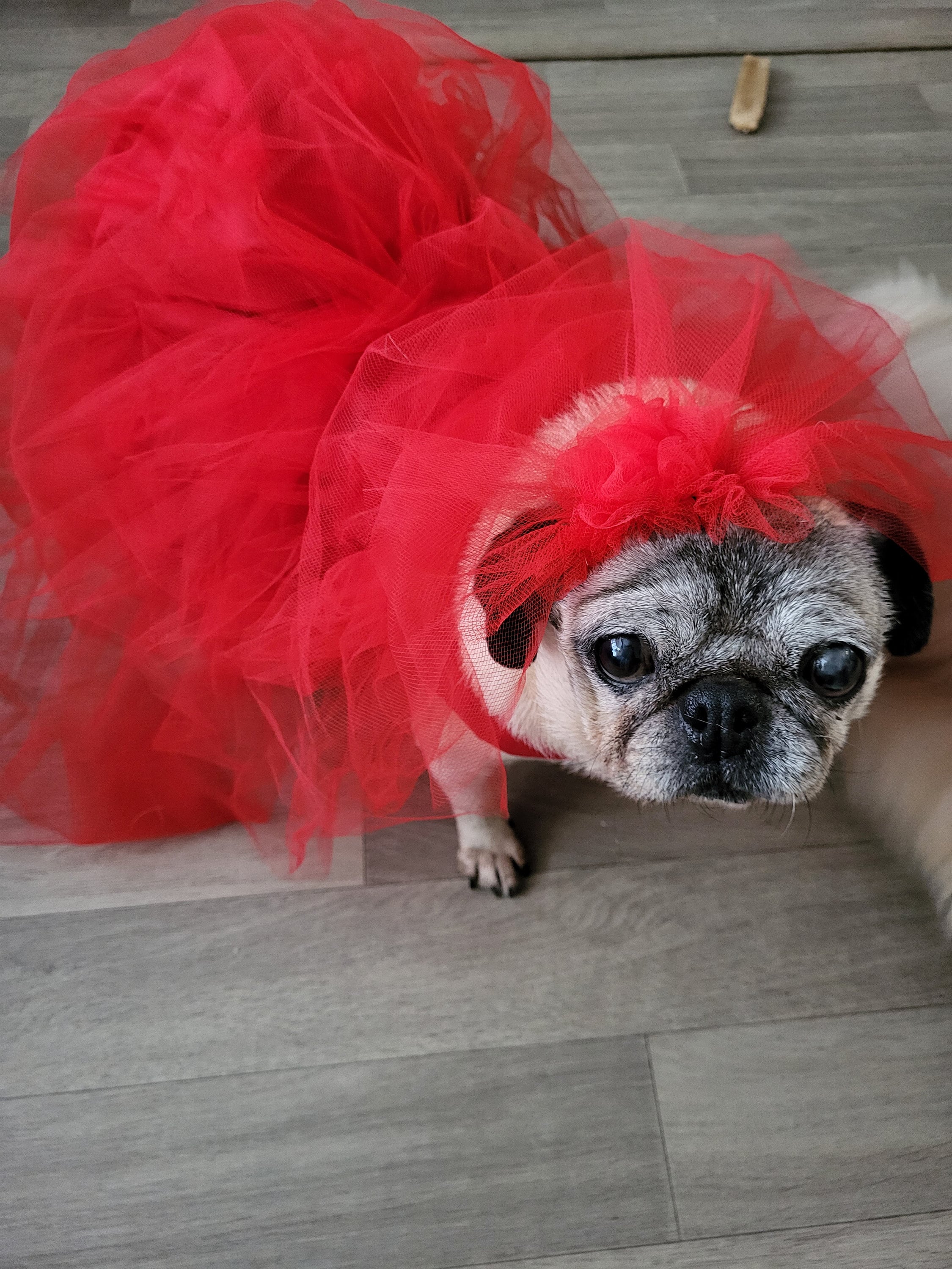 Dogs Prom Dress - Etsy