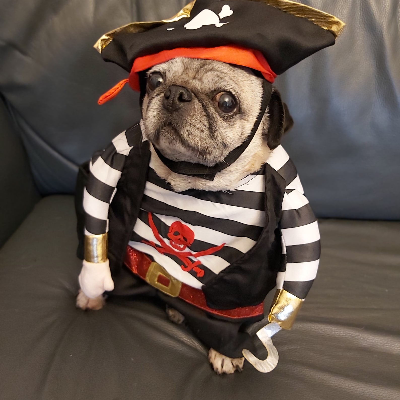 Pirate Costumes For Dogs
 SMALL dog pet Pirate costume Easter party