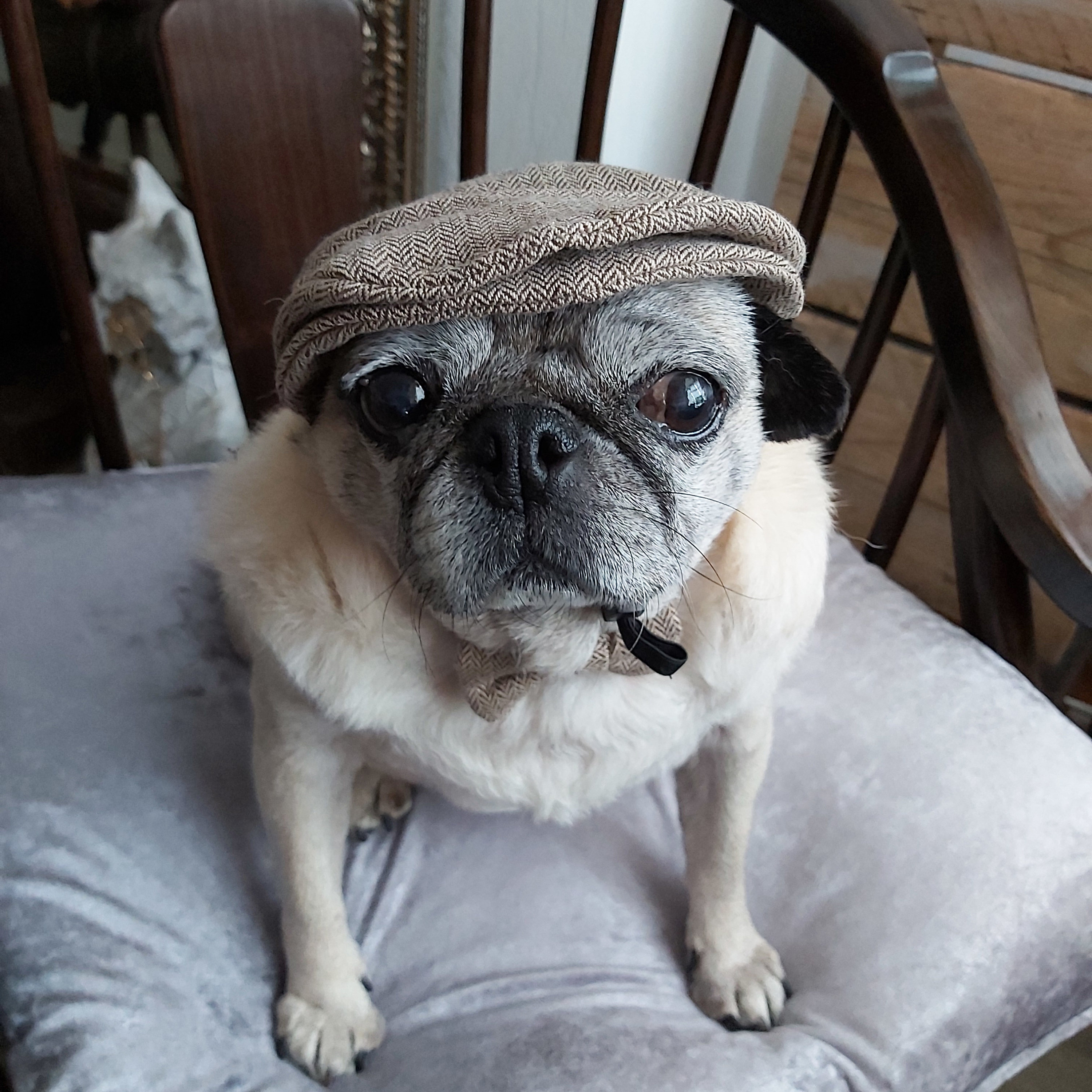 Peaky blinders hat for dogs hot sale