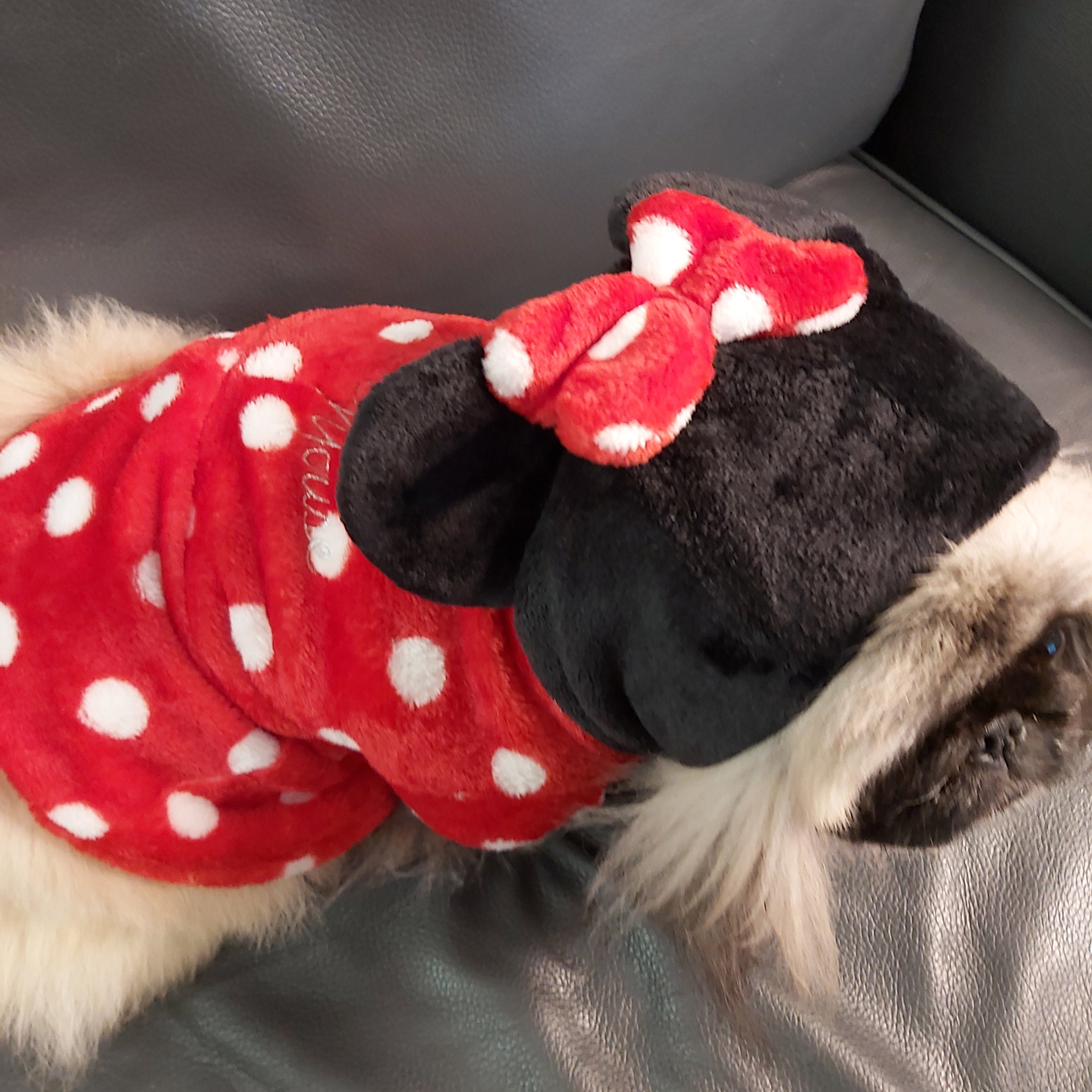 Minnie mouse dog - .de