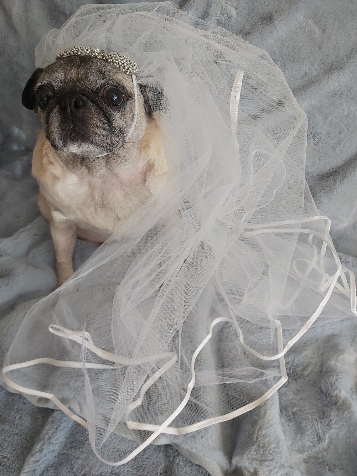 Pet dog wedding veil crystal bow detail ribbon trimmed 80 cm Etsy