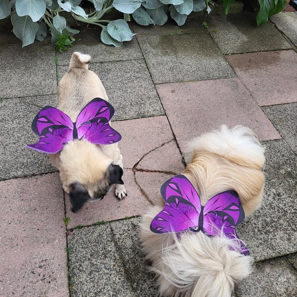 SMALL/MEDIUM Dog pet butterfly summer costume dress up wings