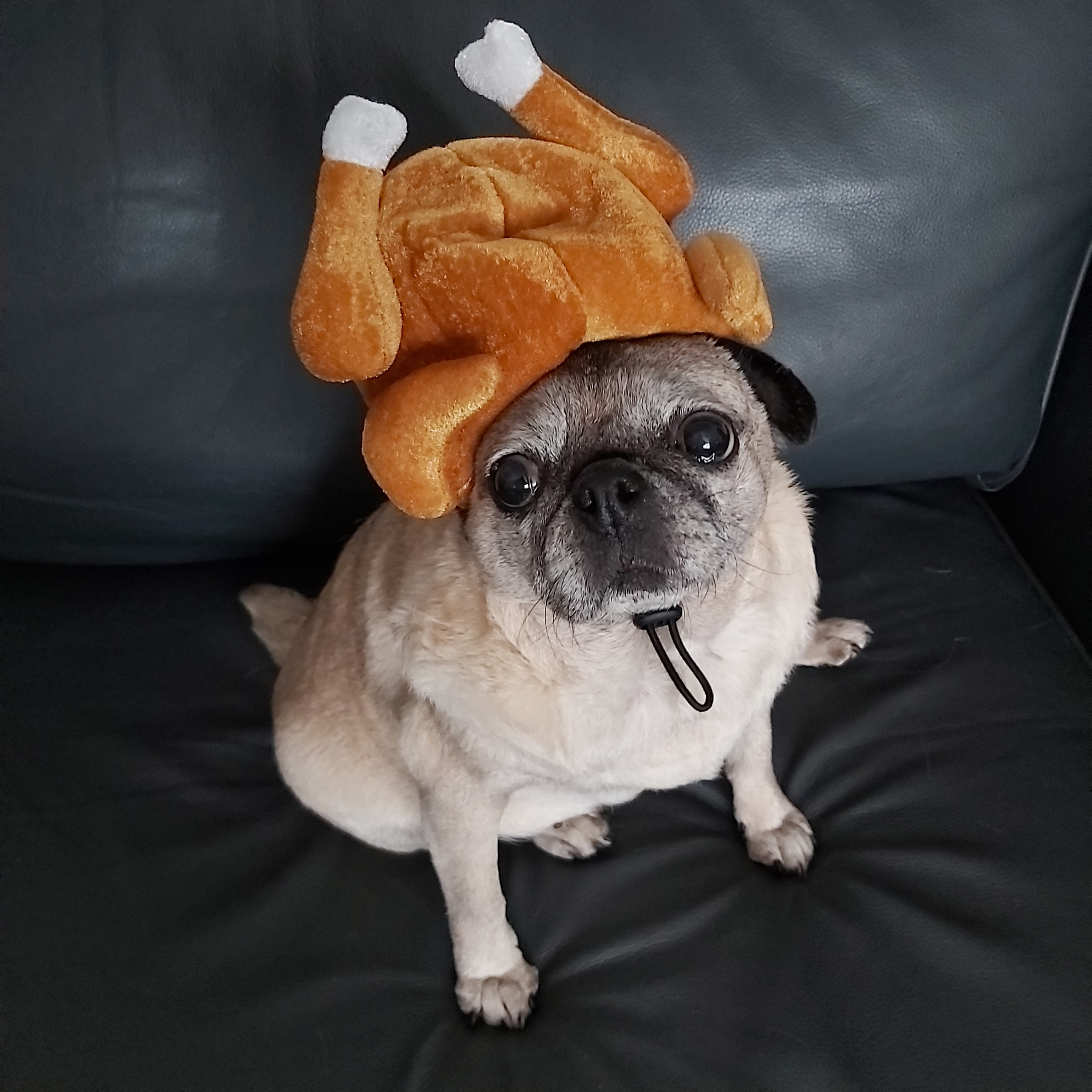 pug dressed as turkey